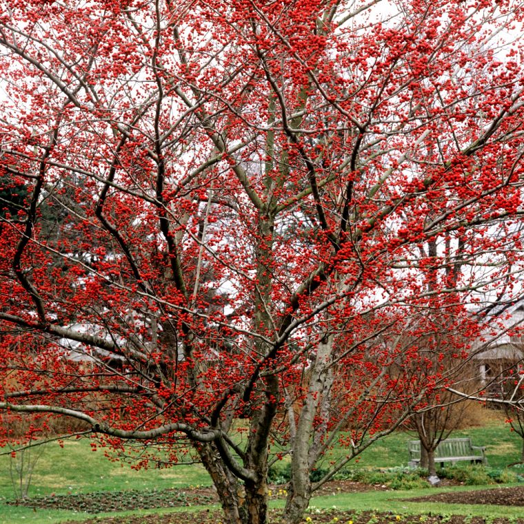 arbre petit jardin