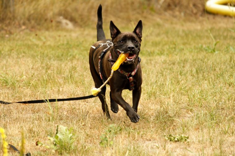 labrador französische bulldogge