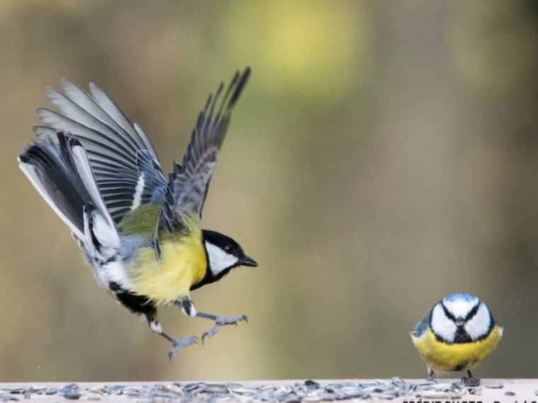 www oiseaux des jardins