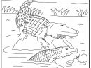 106 Dessins De Coloriage Crocodile À Imprimer Sur tout Crocodile A Imprimer