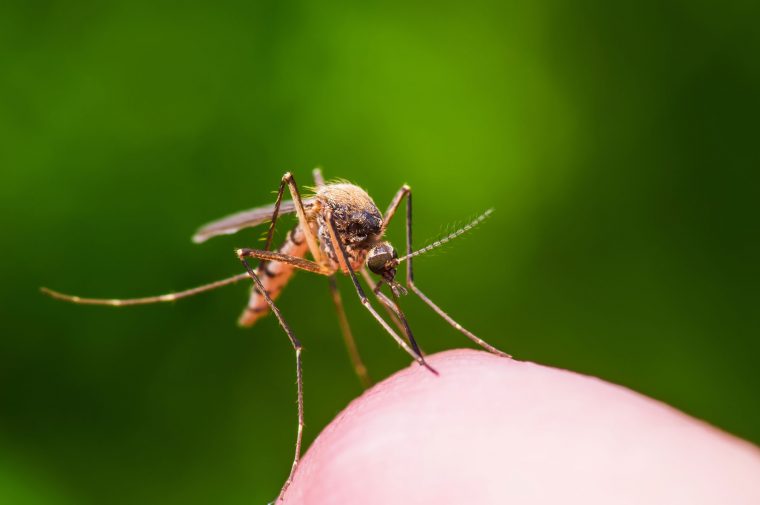 50+ Great Show Me A Picture Of A Mosquito  Decor & Design intérieur Get Rid Of Ticks Elizabeth City Nc