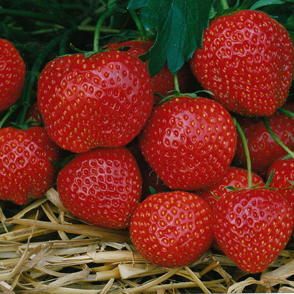 erdbeere fragaria elsanta