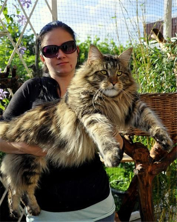 maine coon giant