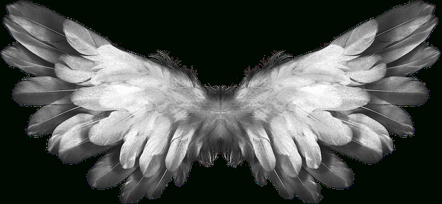 Angel Wings Feather · Free Photo On Pixabay destiné Angel Wings Png