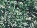 Aronia Melanocarpa 'Hugin' - Braspenning dedans When To Prune Rhododendrons In Michigan
