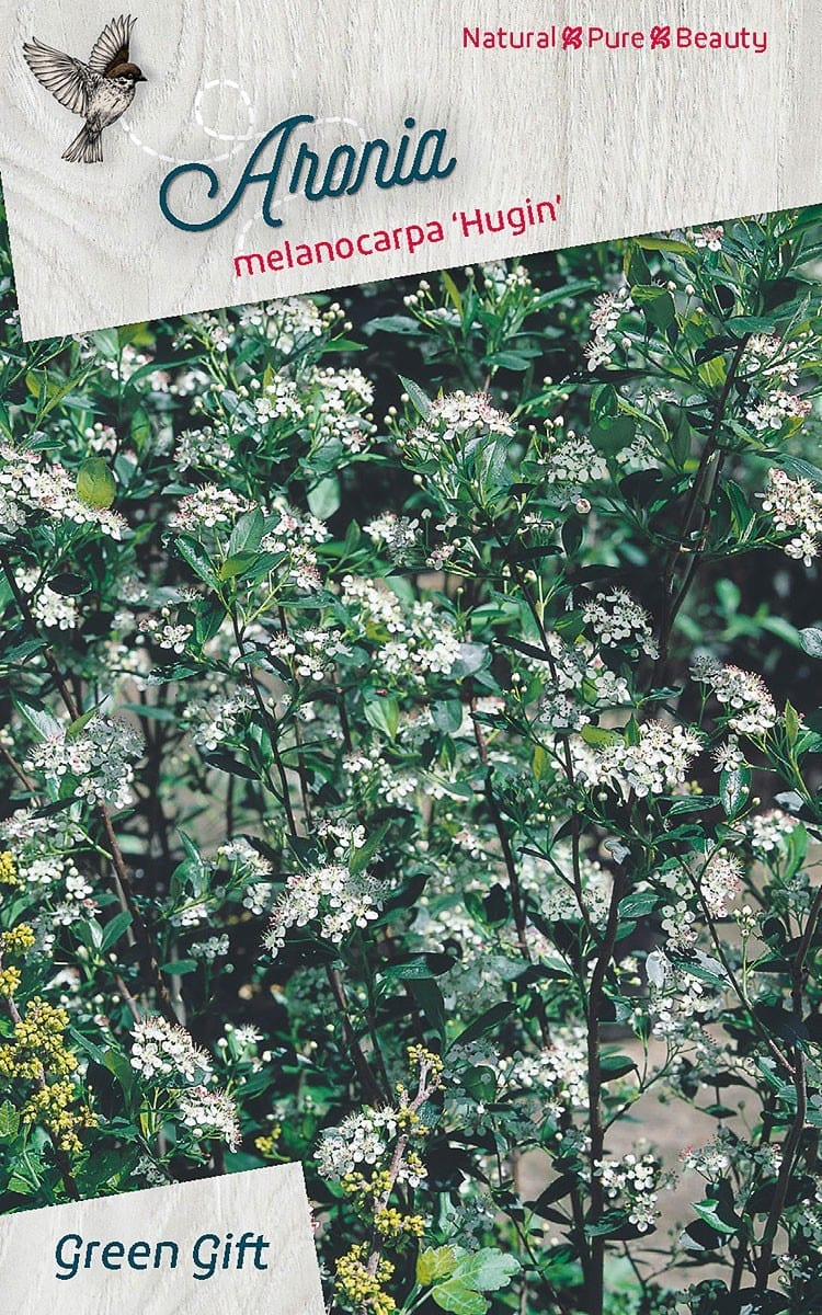 Aronia Melanocarpa &amp;#039;Hugin&amp;#039; - Braspenning dedans When To Prune Rhododendrons In Michigan 