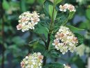 Aronia Prunifolia 'Viking' Von Bruns Pflanzen pour When To Prune Rhododendrons In Michigan