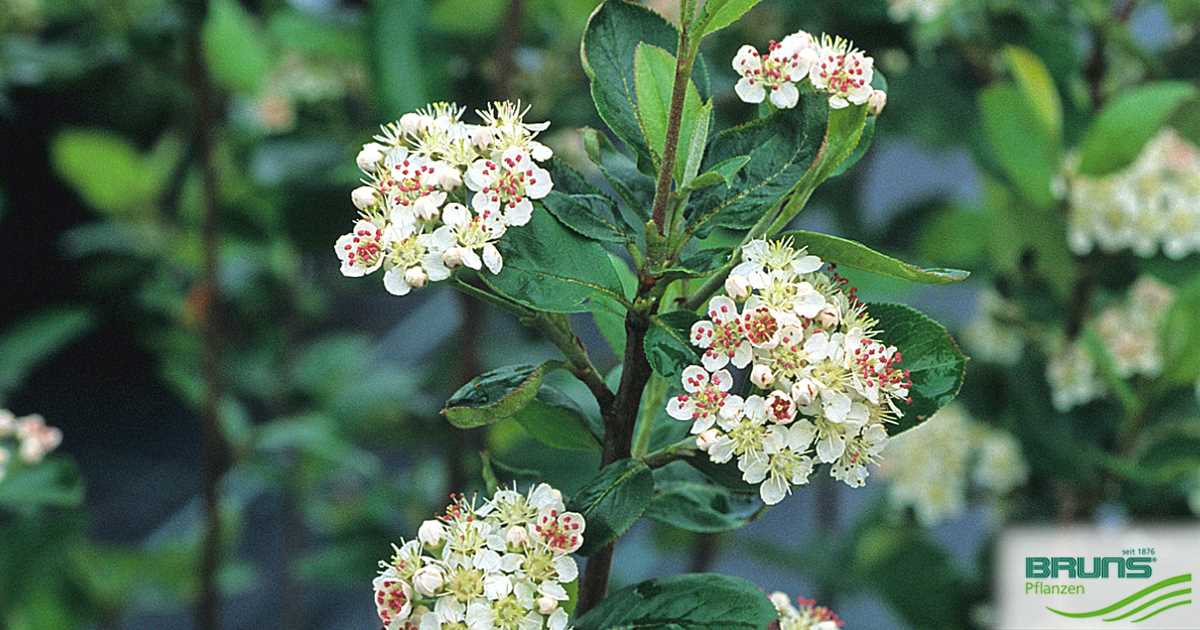 Aronia Prunifolia &amp;#039;Viking&amp;#039; Von Bruns Pflanzen pour When To Prune Rhododendrons In Michigan 