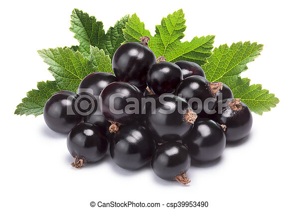 Blackcurrant Pile (Ribes Nigrum), Clipping Paths concernant Clipping Path Thailand