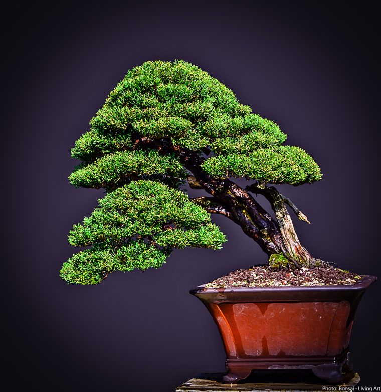 Bonsai – Living Art: Juniper (Urban Yamadori) Progress destiné Yamadori Juniper