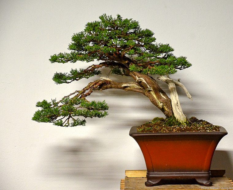 Bonsai – Living Art: Juniper (Urban Yamadori) Progress serapportantà Yamadori Juniper