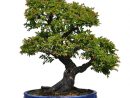 Bonsai Of Chinese Elm Stock Image. Image Of Tropical destiné Bonsai Chinese Elm