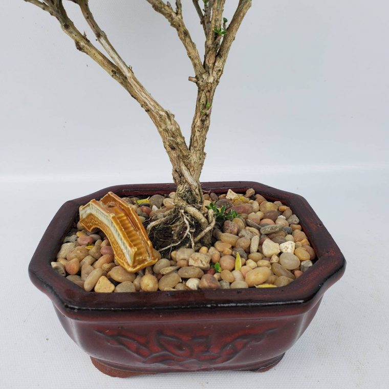 Bonsai Tree Live Mt. Fuji Serissa In A 6 Bonsai Pot  Etsy tout Mal Pot Bonsai