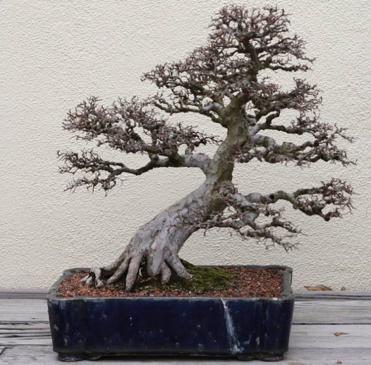 Chinese Elm Bonsai Care Guide – Bigboyplants tout Bonsai Chinese Elm