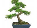 Chinese Elm Bonsai Tree - 28Cm Pot - Oriental Gifts From destiné Bonsai Chinese Elm