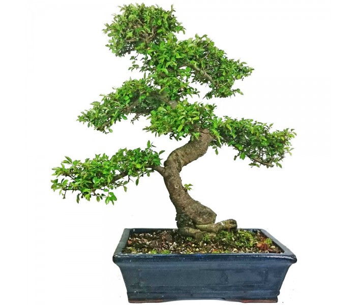 Chinese Elm Bonsai Tree - 28Cm Pot - Oriental Gifts From destiné Bonsai Chinese Elm 