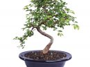 Chinese Elm - Catherine'S Bonsai &amp; Orchids pour Bonsai Chinese Elm