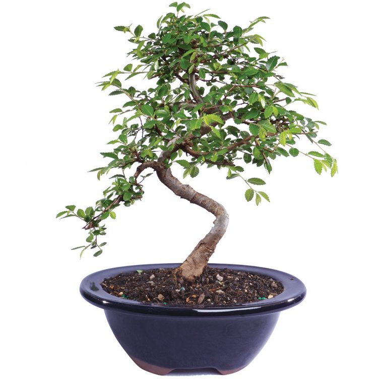 Chinese Elm – Catherine'S Bonsai & Orchids pour Bonsai Chinese Elm