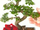 Chinese Elm ~ Indoor Bonsai Perfect For Beginners With pour Bonsai Chinese Elm