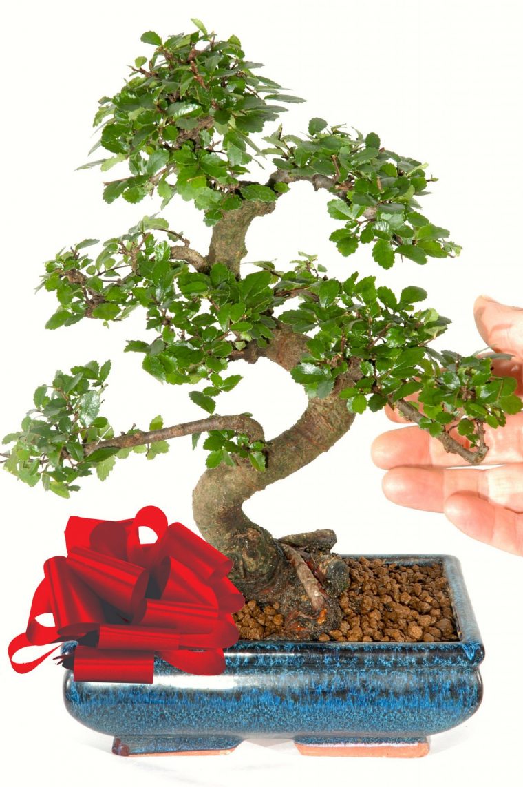 Chinese Elm ~ Indoor Bonsai Perfect For Beginners With pour Bonsai Chinese Elm