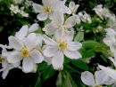 Choisya Ternata  Shrubs, Plants, Evergreen Shrubs avec When To Prune Rhododendrons In Michigan