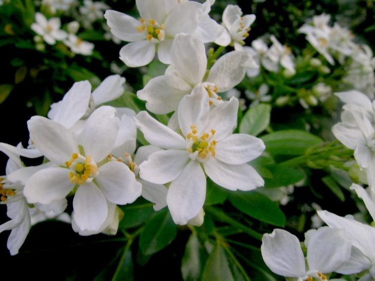 Choisya Ternata  Shrubs, Plants, Evergreen Shrubs avec When To Prune Rhododendrons In Michigan