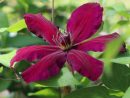 Clematis 'Westerplatte' - Clematis 'Westerplatte tout When To Prune Rhododendrons In Michigan