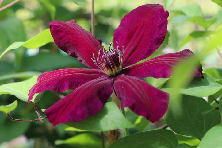 Clematis &amp;#039;Westerplatte&amp;#039; - Clematis &amp;#039;Westerplatte tout When To Prune Rhododendrons In Michigan 