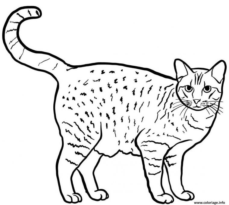 Coloriage Ocicat Est Un Chat Originaire Des Etats Unis Et serapportantà Chat Dessin Coloriage