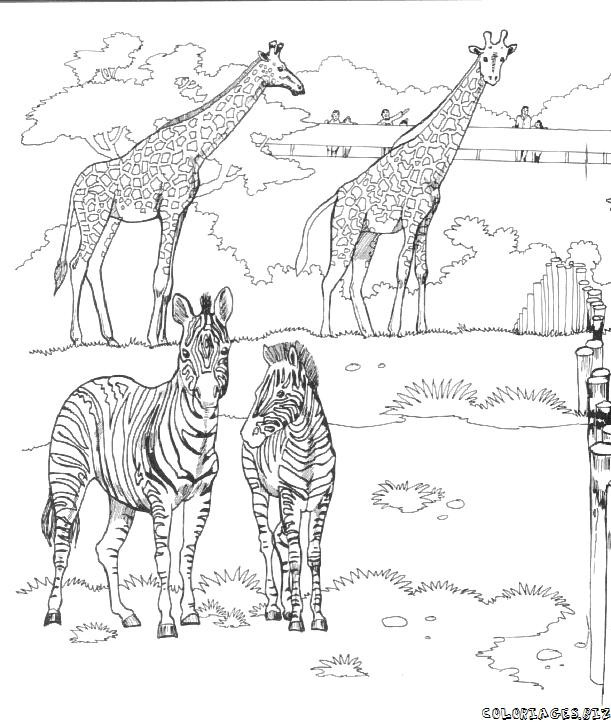 Coloriage Savane Africaine – Dessin Et Coloriage concernant Coloriage Village Africain