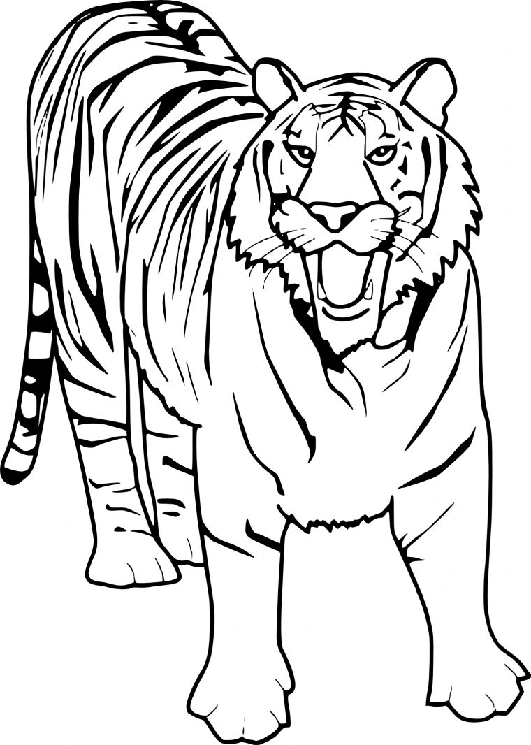 Coloriage Tigre Et Dessin À Imprimer destiné Dessins A Colorier Et Imprimer