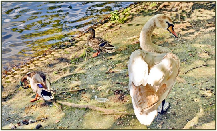 grosser entenvogel in europa und asien