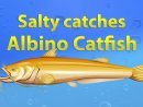 Fishao - Salty Catches Albino Catfish (5★) - intérieur Fishao