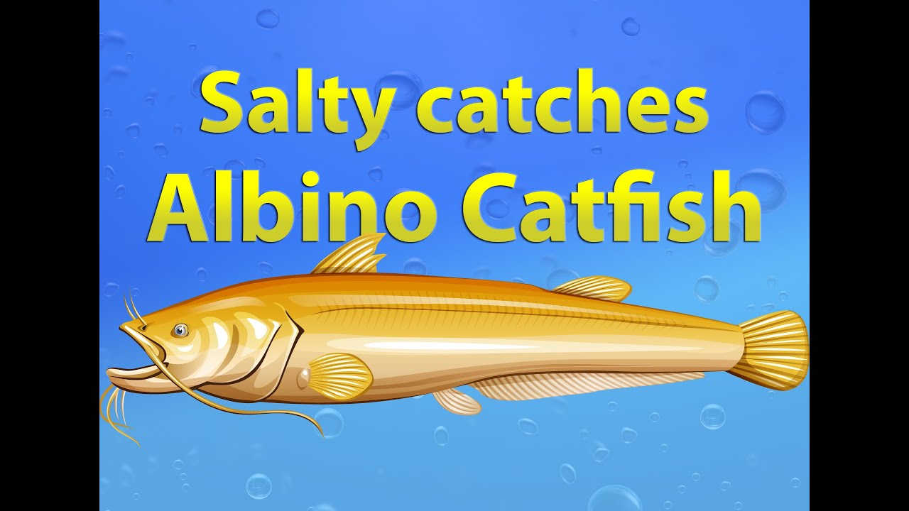 Fishao - Salty Catches Albino Catfish (5★) - intérieur Fishao 
