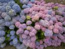 Flowering Shrubs For Every Climate - The Habitat à When To Prune Rhododendrons In Michigan
