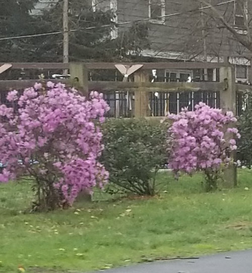 Help With Shrub Identity à When To Prune Rhododendrons In Michigan 