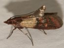 Indian Meal Moth Identification &amp; Prevention  Indian Meal encequiconcerne Get Rid Of Ticks Elizabeth City Nc
