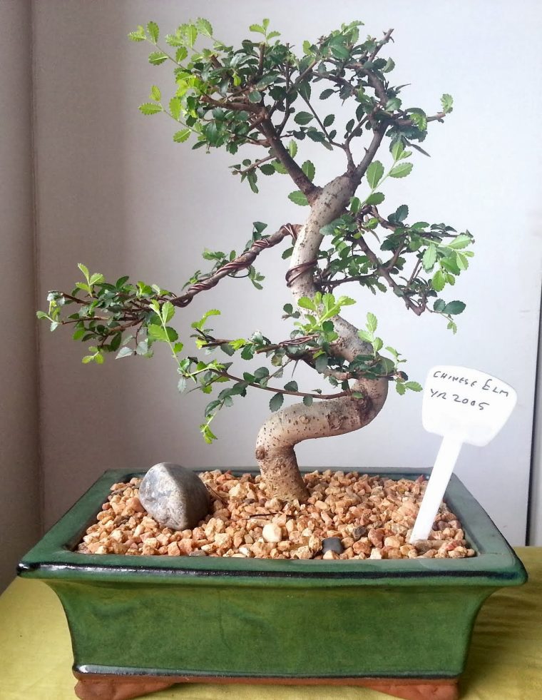 Learning The Art Of Bending Bonsai: Chinese Elm Bonsai avec Bonsai Chinese Elm