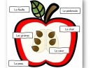 L´intérieur D´une Pomme - Puzzle  La Pomme En Maternelle à Puzzle Petite Section