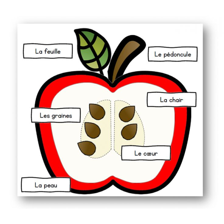 L´intérieur D´une Pomme - Puzzle  La Pomme En Maternelle à Puzzle Petite Section 