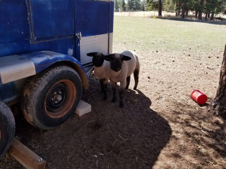 Livestock – Wilderness To Eden encequiconcerne Mini Kids Rambouillet