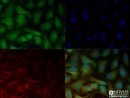 Lox Antibody (Nbp2-24877): Novus Biologicals dedans Lox Antibody