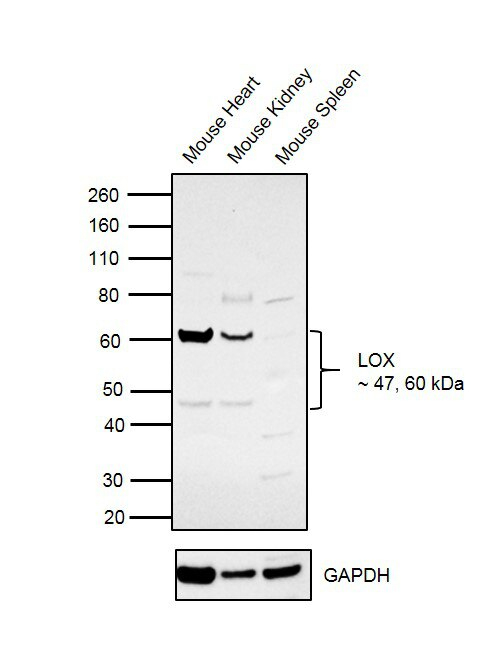 Lox Antibody (Pa1-16953) concernant Lox Antibody