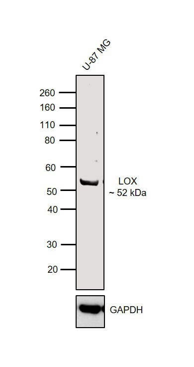 Lox Antibody (Pa5-23001) concernant Lox Antibody
