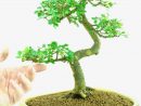 Magnificent Chinese Elm Bonsai With Sensational Root Flare tout Bonsai Chinese Elm