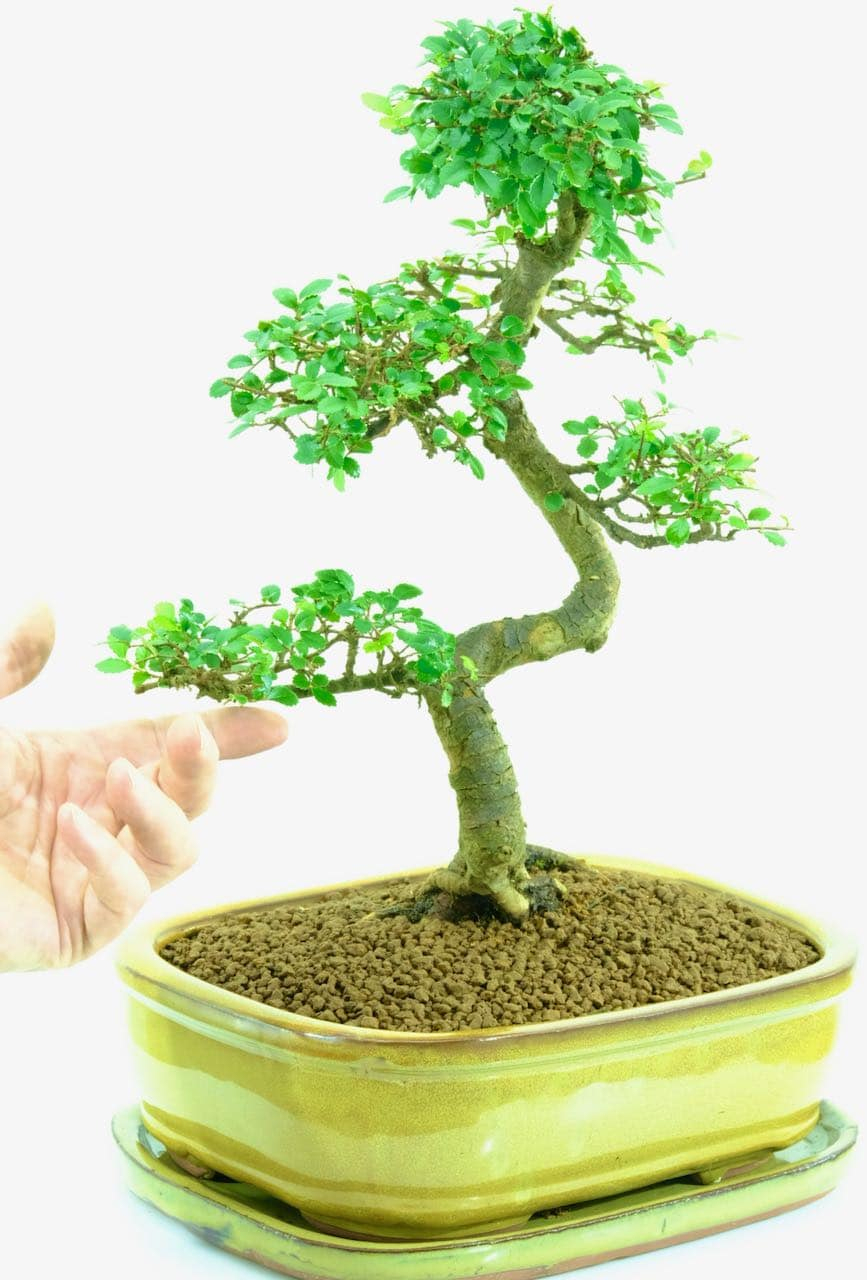 Magnificent Chinese Elm Bonsai With Sensational Root Flare tout Bonsai Chinese Elm 