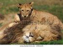 Male Lion Playing Cub On Green Stock Photo (Edit Now) 14866150 à Nick Greenstock