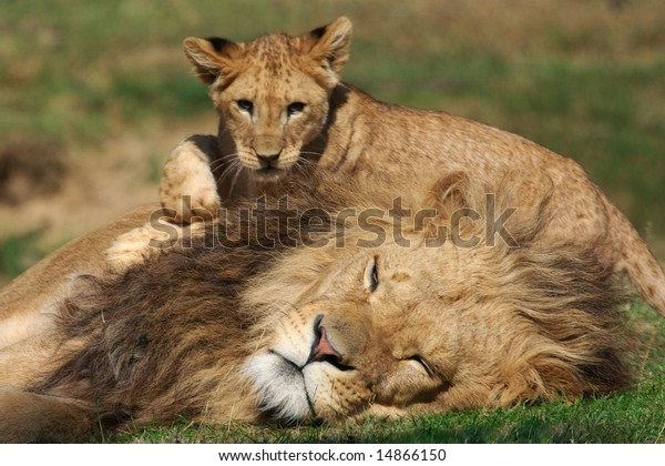 Male Lion Playing Cub On Green Stock Photo (Edit Now) 14866150 à Nick Greenstock 