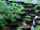 Ohio Leaders Delay Issuing Marijuana Cultivation Licenses à Extended Stay Colerain