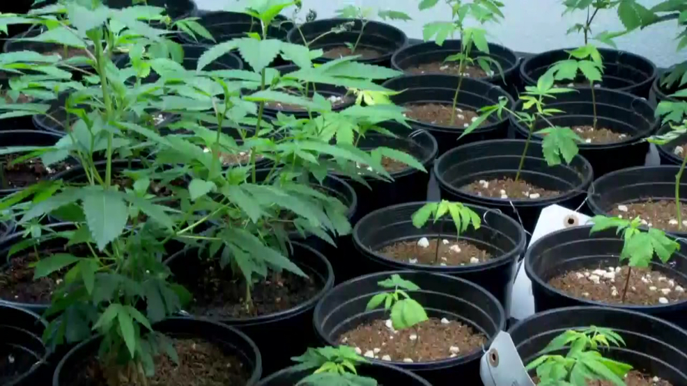 Ohio Leaders Delay Issuing Marijuana Cultivation Licenses à Extended Stay Colerain
